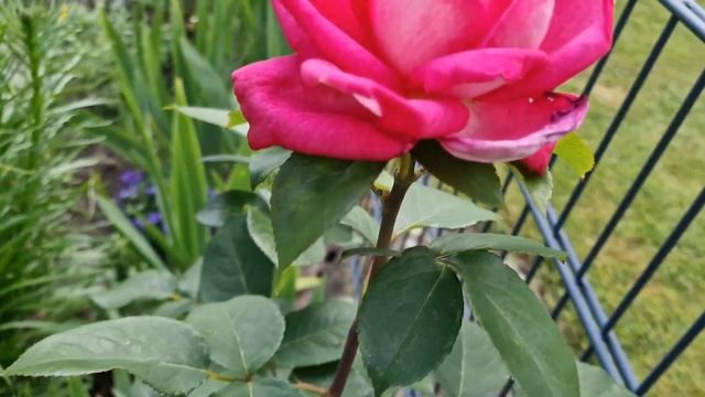 #Акапелла #Tantau #Acapella #hybridtea intense fragrance #ADR От весны до зим? смотреть онлайн