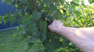 Летняя Обрезка Абрикоса: Пошаговое Руководство для Но