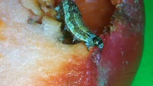 Гусеница ест красный перец