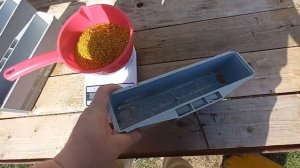 НЕОЖИДАЛ собрать столько ПЫЛЬЦЫ с одного УЛЬЯ !!!#bee #пч?