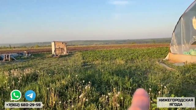 31 МАЯ 2024. ГОТОВИМСЯ К РАССАДЕ смотреть онлайн