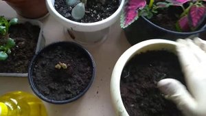 Размножение георгина черенками.