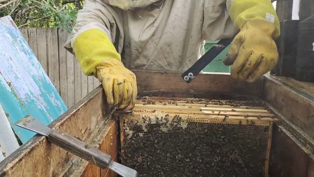 ЗЛЫЕ ПЧЁЛЫ НЕ ДАЮТ РАБОТАТЬ смотреть онлайн