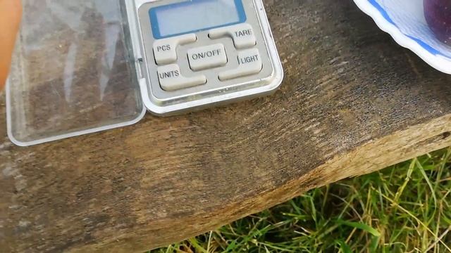 Крупная бреба на сортах инжира. Беларусь смотреть онлайн