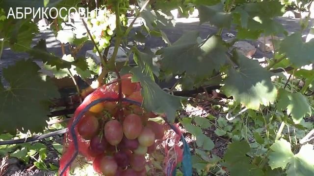 Венус сидлисс,к-ш Бесподобный,Басанти,Абрикосовый,Кат смотреть онлайн