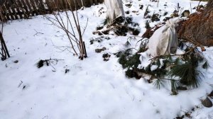 БАРХАТЦЫ под зиму в мерзлую землю  Посев с учетом клим?