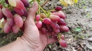 Виноград Днепровский сувенир, Зефс на 24.08.25г