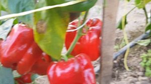 Перец сладкий Kвaдpaтo д'Acти кpacный 22,08,25