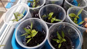 Рассада,что происходит с томатами?