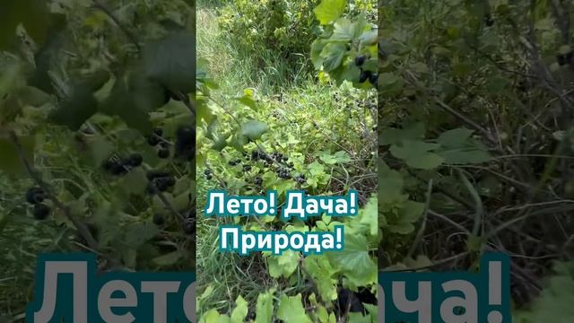 #дача #дачнаяжизнь #дачасадогород #огород #сад #садовод смотреть онлайн