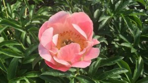 Пион CORAL N GOLD/Корал Эн Голд