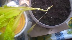 Как вырастить салат одесский кучерявый?