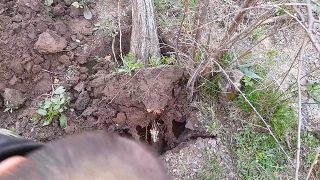 как выкорчевать дерево!!!! смотреть онлайн