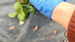 Век живи и век учись ! Как почистить клубнику весной за