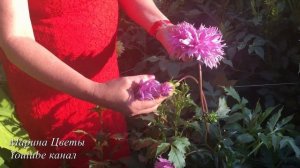 ГЕОРГИНЫ ПОДВЯЗКА ОТВЕТ НА ВОПРОС