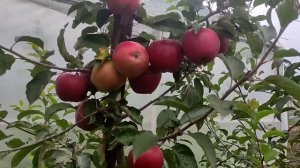 Яблоня Ред Джонапринц