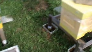 Сколько  МЁДА даёт ПЧЕЛОПАКЕТ за лето ! ?