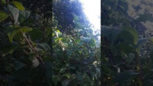 ЧУБУШНИК (садовый жасмин)! ОБРЕЗКА (полная версия)!!!