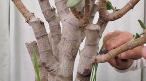 Кардинальная обрезка распущенной Крассулы | Мастер Кл