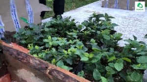 4. Привезли в питомник сортовую сирень в Р9 от нашего ко