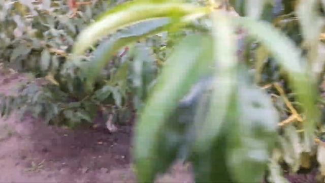 Персик Роял Тайм. смотреть онлайн