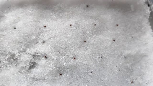 Брусника и черника из семян. Часть первая. Посадка сем? смотреть онлайн