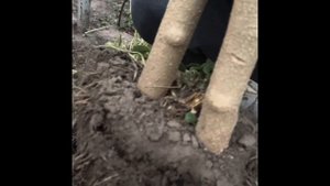 Бругмансия ! Зимовка в доме