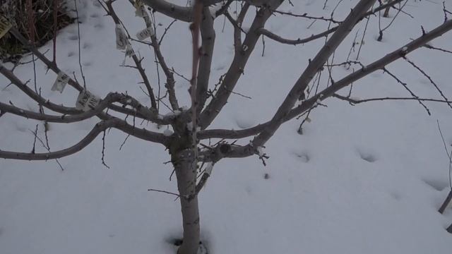 Удивительные результаты прививок плодовых культур в ? смотреть онлайн