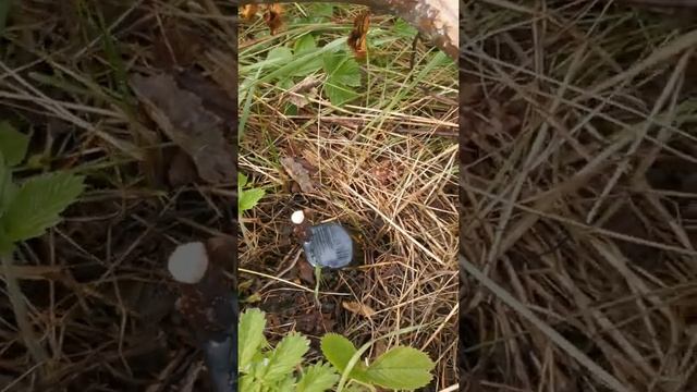 Поздние прививки в мае. Быстрый старт черенков. смотреть онлайн