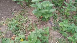 Как уничтожить сирийский ваточник ⁉️ Сирийский вато?