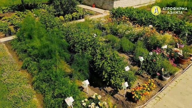 МЕДОНОСНЫЕ РАСТЕНИЯ ИССОП – Сорт Греческий Мёд