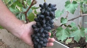 ГФ винограда ДНЕПРОВСКИЙ СУВЕНИР