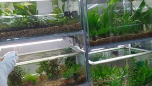 Москва Садовод Птичий рынок пятница 2 августа утро