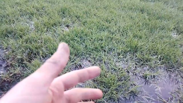 Новые микробы и грибы для плодородия земли. Разнообра? смотреть онлайн