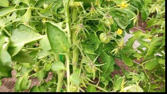 Привожу теплицу в порядок. Томатики вяжутся 🍅 смотреть онлайн