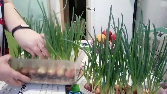 Такой СКОРОСТИ 💥я от него не ОЖИДАЛА. Выгонка ЛУКА🌿 ? смотреть онлайн