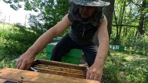 ✅ Хвост Пчел после Пакета! Лесная Пасека на Связи! #пче