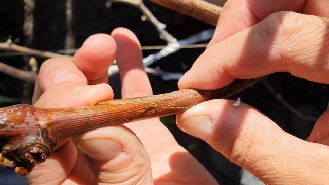 Прививка винограда черным в черное. Окулировка, улучш? смотреть онлайн