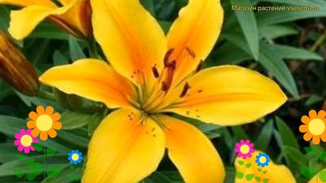Лилия азиатская. Краткий обзор, описание характеристи смотреть онлайн