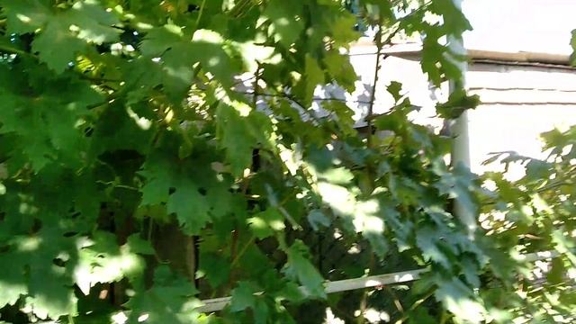 Извечный вопрос -удалять все рукава или можно оставит? смотреть онлайн