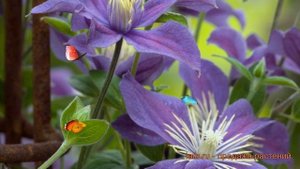 Клематис ботанический Арабелла (clematis arabella) 🌿 обзор: к?