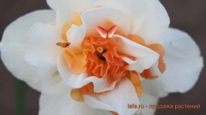 Нарцисс обыкновенный Реплит (nartsiss-replit) 🌿 Реплит обзор