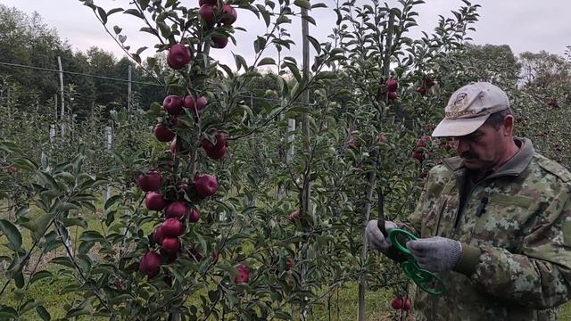 Сорт яблони Ред Айдаред, мои наблюдения. смотреть онлайн