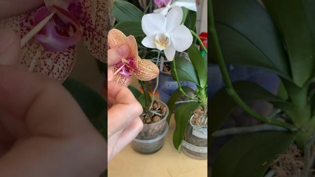 Когда руки так и чешутся... смотреть онлайн