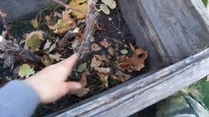 Обрезка винограда на зиму
