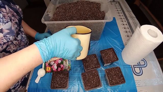 посев карликовой пеларгонии нано