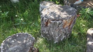 Грибок на дереве