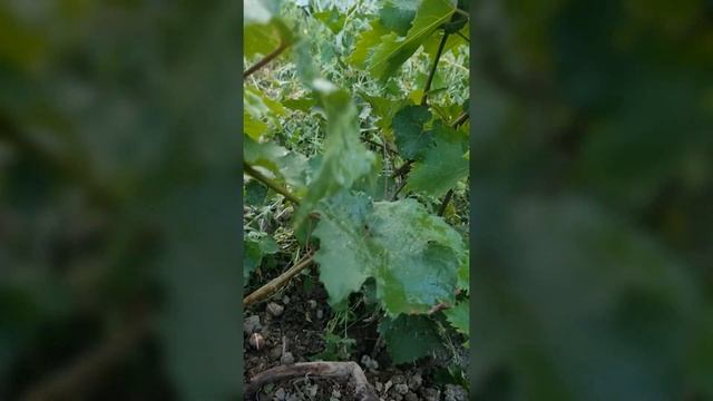 Прививка на самопроизрастающий куст дикого винограда смотреть онлайн