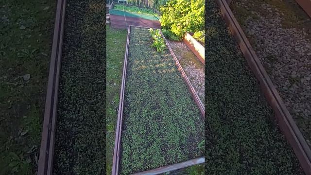 Свёкла, обычно она у меня не растёт. А как в этом году? с смотреть онлайн