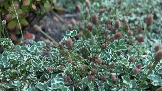 Прогулка по саду #25☘️Сравним гортензии☘️Сорняк на г смотреть онлайн